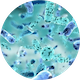 bacillus coagulans