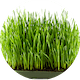 barley grass