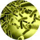 Enterococcus faecium