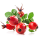 rosehip
