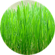 wheatgrass